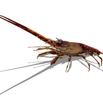 精品动物模型 龙虾 (4)